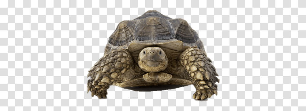 Download Tortoise Front View Slow Heart, Turtle, Reptile, Sea Life, Animal Transparent Png
