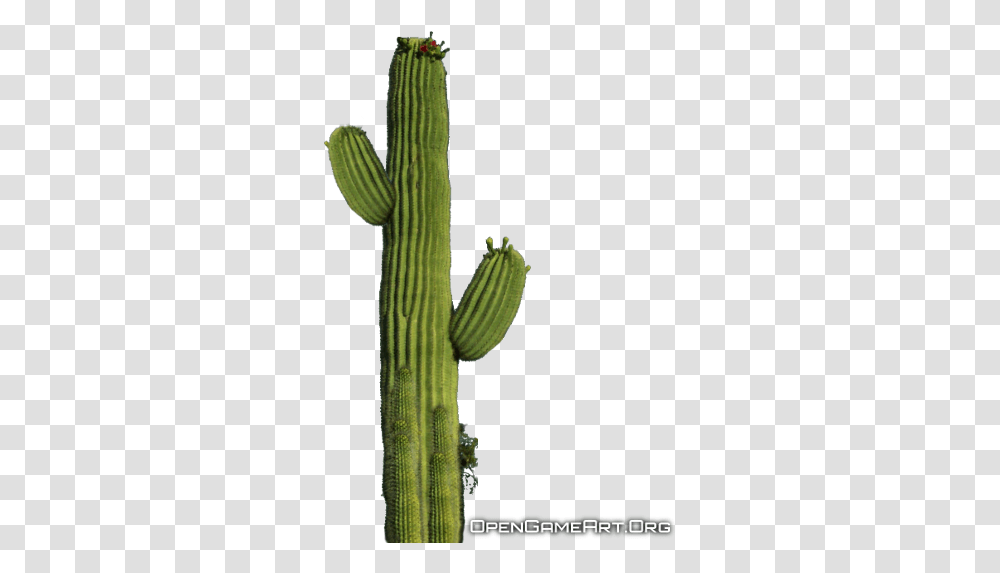 Download Transparentcactusplantpngfordesigningpurpose Cactus Transparent Png