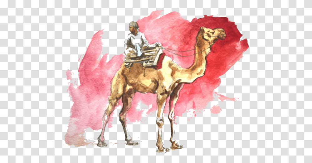 Download Travel Destinations Watercolor Camel Image Arabian Camel, Horse, Mammal, Animal, Person Transparent Png
