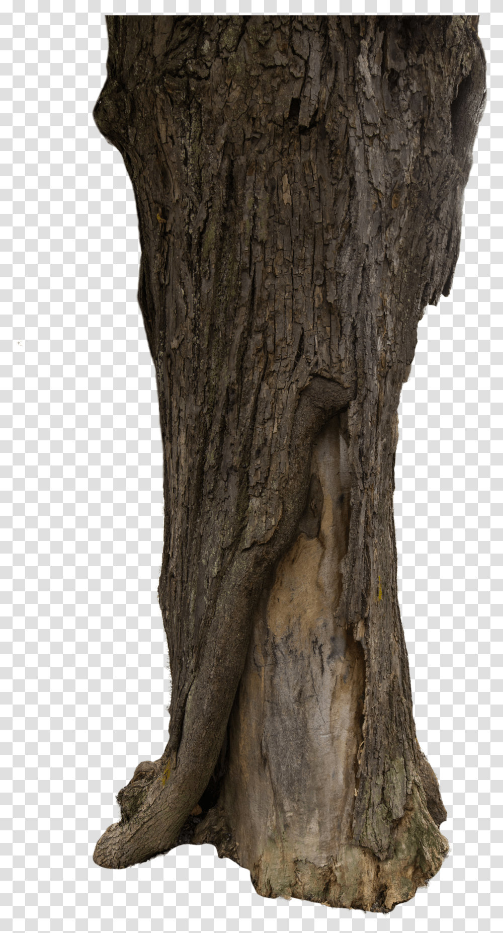 Download Tree Bark Texture Transparent Png