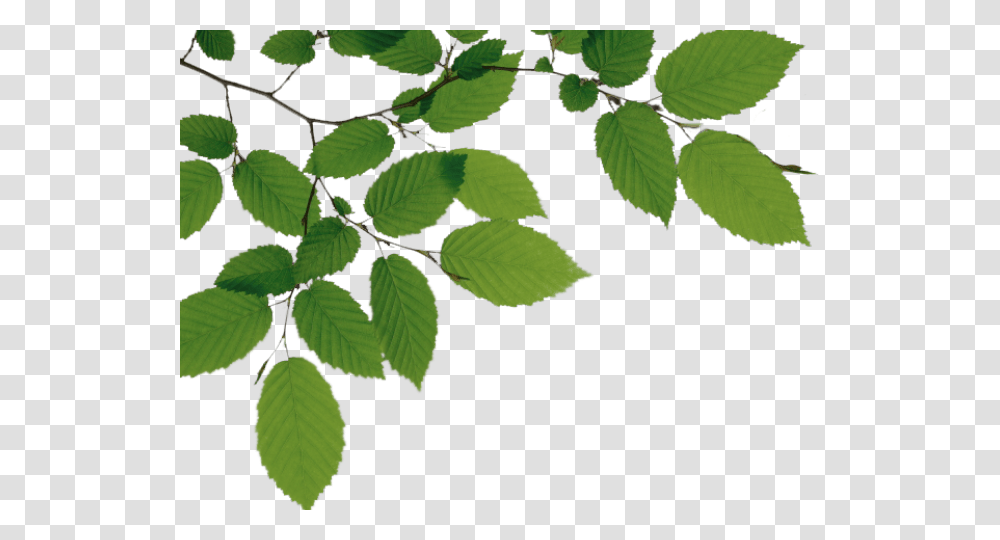Download Tree Branch File Anime Tree On Background, Leaf, Plant, Green, Veins Transparent Png