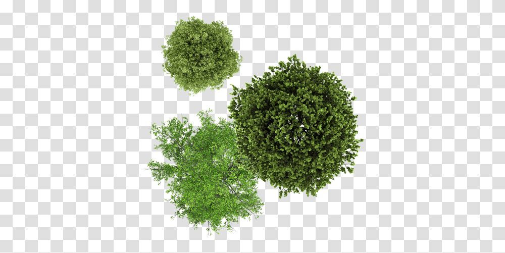 Download Tree Drawing Top View Full Size Image Photoshop Ash Tree Top View, Plant, Bush, Vegetation, Kale Transparent Png