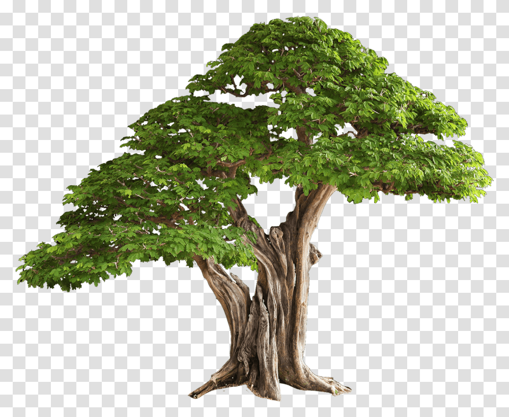 Download Tree Free Image Brazilian Rain Tree Bonsai, Plant, Potted Plant, Vase, Jar Transparent Png