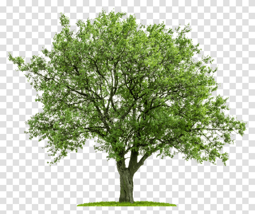 Download Tree From Above Imagen De Un Rbol, Plant, Tree Trunk, Oak, Maple Transparent Png