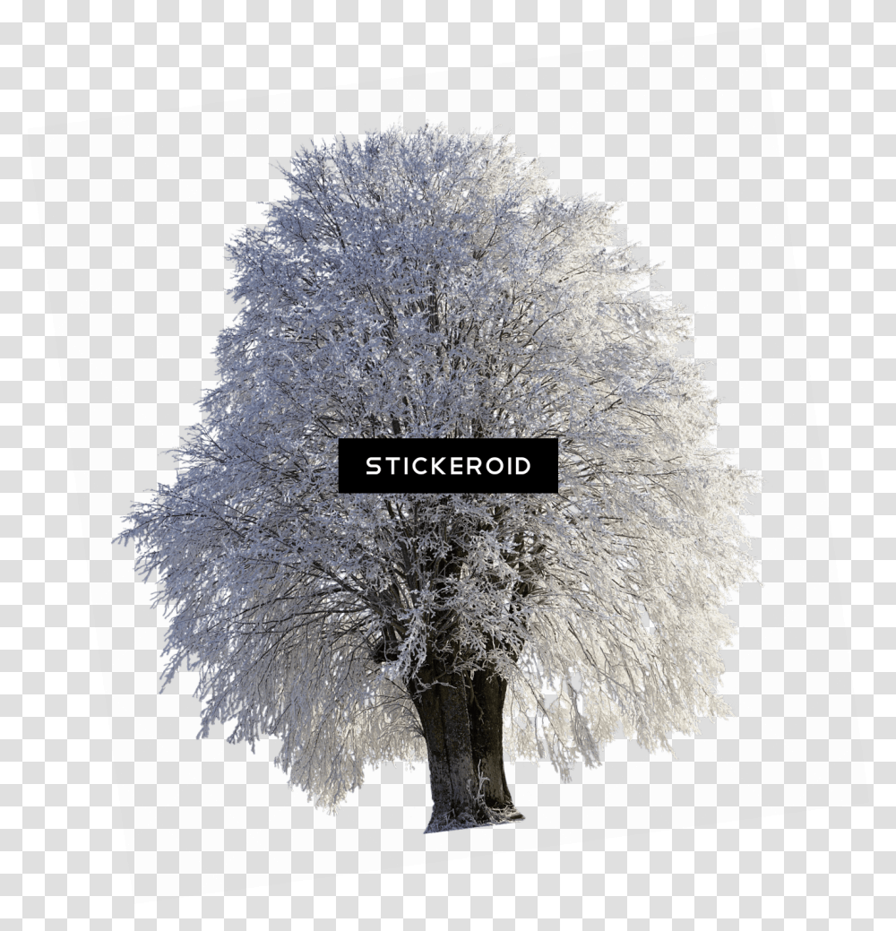 Download Tree Full Of Snow Tree In Norway Covered In Frost Snow Covered Tree, Plant, Cross, Symbol, Nature Transparent Png
