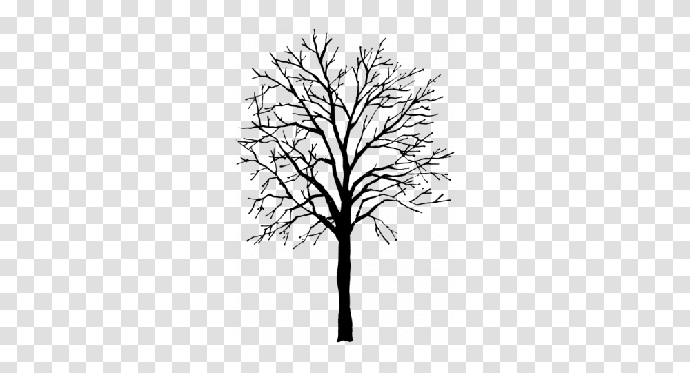 Download Tree Height 50 0075 00 Feet Ash Tree Ash Tree Outline, Text, Plant, Outdoors, Screen Transparent Png