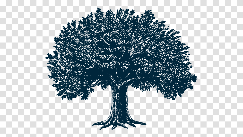 Download Tree Illustration Illustrations Art, Plant, Nature, Silhouette, Outdoors Transparent Png