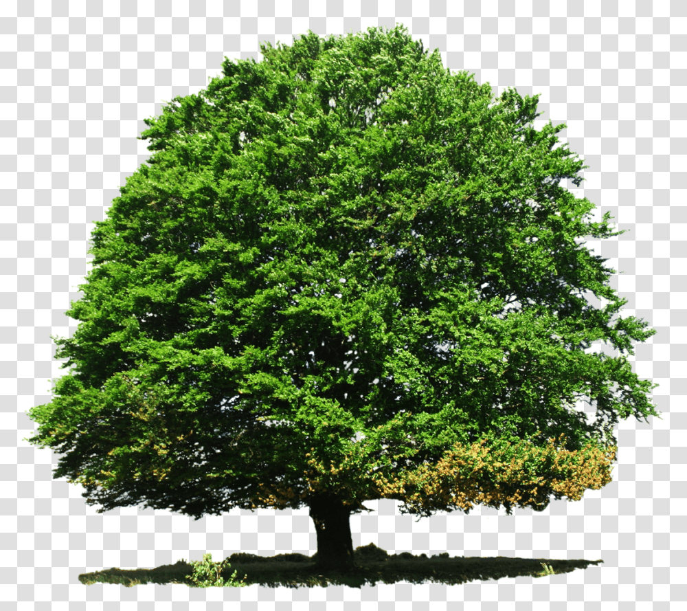 Download Tree Image Oak Tree Deciduous Or Evergreen, Plant, Maple, Tree Trunk, Potted Plant Transparent Png