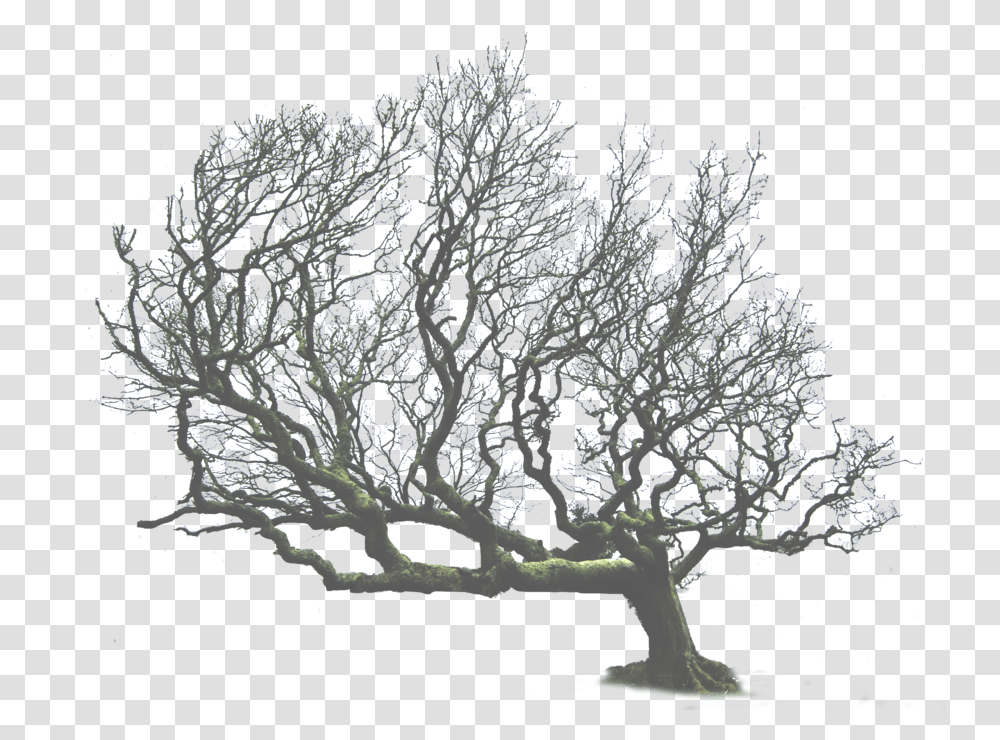 Download Tree Leaning Leaning Tree, Nature, Outdoors, Ice, Plant Transparent Png