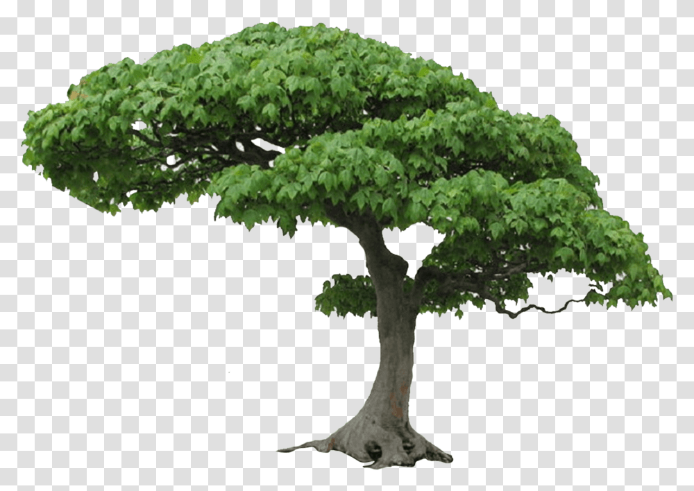 Download Tree Picture Hq Image Freepngimg Tree Hd, Plant, Potted Plant, Vase, Jar Transparent Png