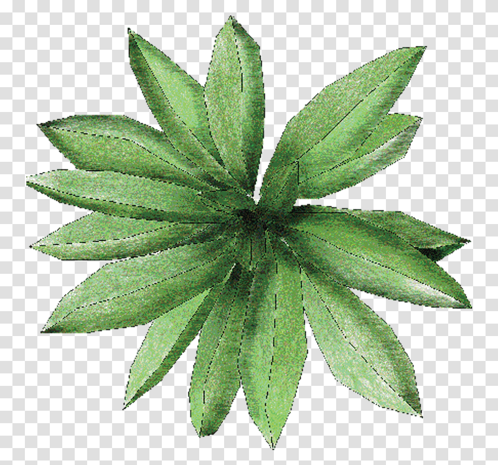 Download Tree Plan Architecture Student Plant Plan View, Leaf, Weed, Hemp, Aloe Transparent Png