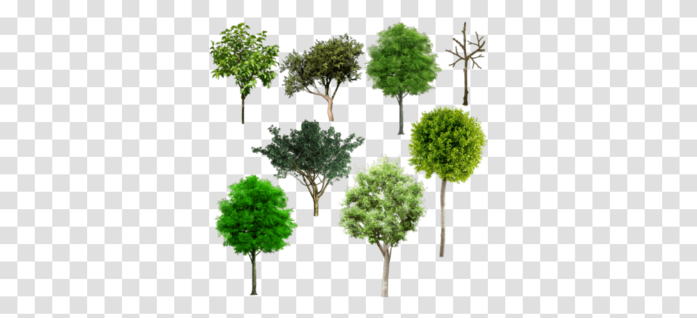 Download Tree Plan Browse > Flowers & Trees Mix Alberi Da Frutto Psd, Plant, Vegetation, Conifer, Rainforest Transparent Png