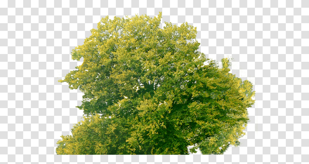 Download Tree Plan Tree Top Free Image With No Trees From Top, Bush, Vegetation, Plant, Woodland Transparent Png