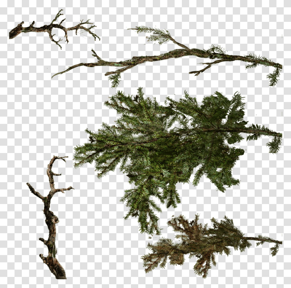 Download Tree Texture Branches Image With No Pine Tree Branch Texture, Plant, Leaf, Vegetation, Land Transparent Png
