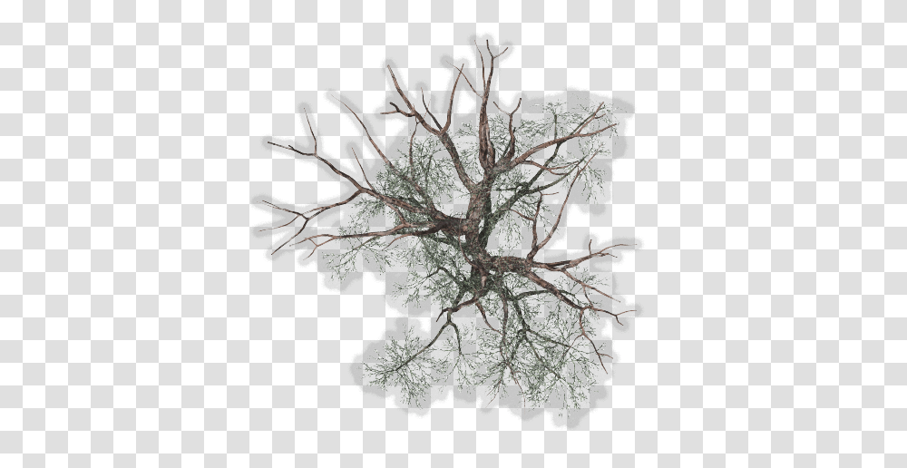Download Tree Top View For Kids Winter Tree Plan Background Tree Plan, Plant, Ice, Outdoors, Nature Transparent Png