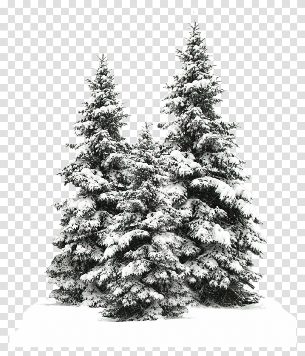 Download Tree Trees Christmas Merry Christmas From Our House To Yours, Plant, Christmas Tree, Ornament, Fir Transparent Png