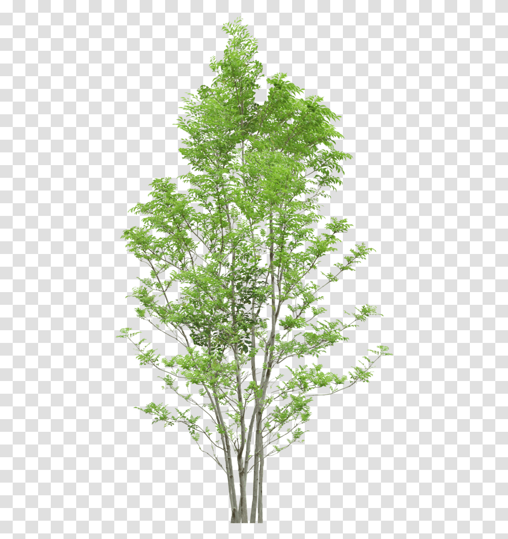 Download Tree Trees Free Clipart Rantai Makanan Di Hutan, Plant, Maple, Conifer, Leaf Transparent Png