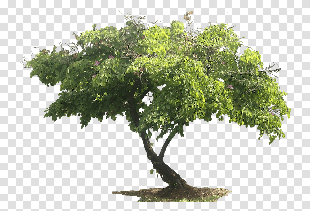 Download Tree Uokplrs, Potted Plant, Vase, Jar, Pottery Transparent Png