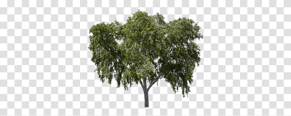 Download Tree With Leaves Forest Nature Tree Tree Overlay, Plant, Tree Trunk, Oak, Green Transparent Png