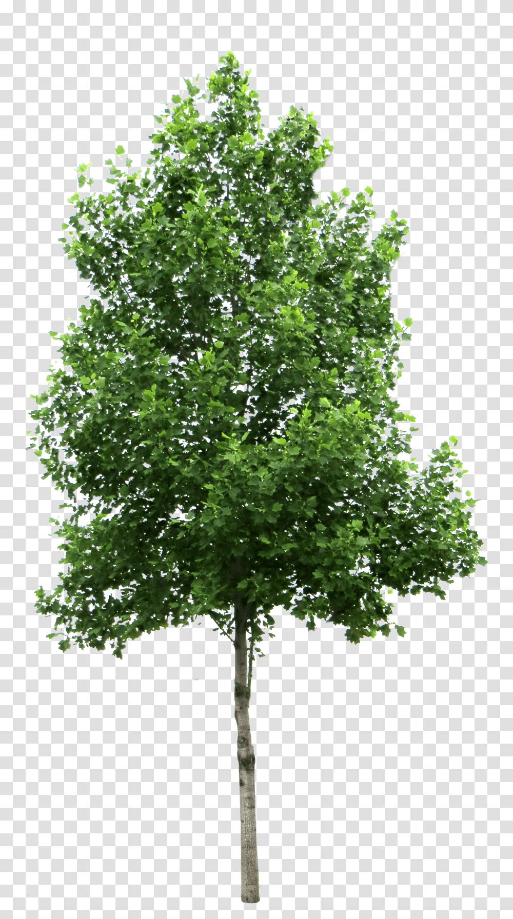Download Trees Background Tree, Plant, Maple, Oak, Sycamore Transparent Png