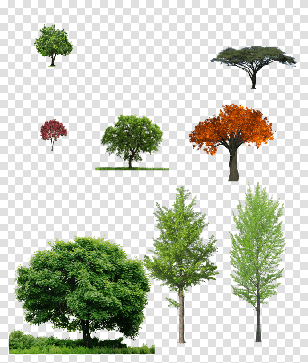 Download Trees Tree And Grass, Plant, Vegetation, Conifer, Pine Transparent Png