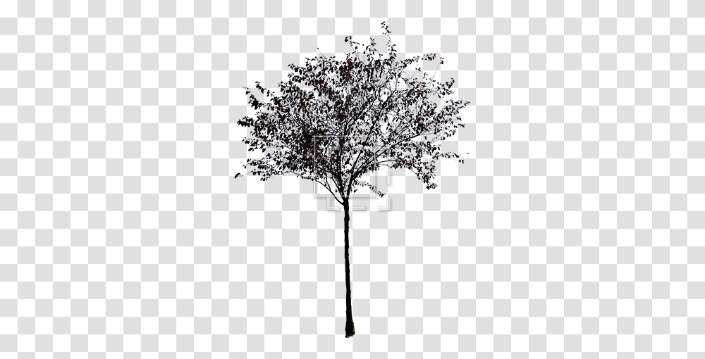Download Trees Without Leaves Picture Library Stock Small Tree Black And White Hd, Lighting, Cross, Symbol, Lamp Post Transparent Png