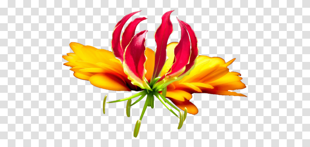 Download Tropical Flower Image With No Background Tropical Flower, Plant, Petal, Blossom, Anther Transparent Png