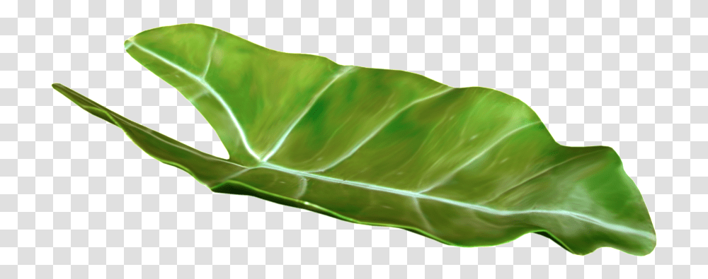 Download Tropical Leaf Vector Leaf Tropical, Plant, Vegetable, Food, Cabbage Transparent Png