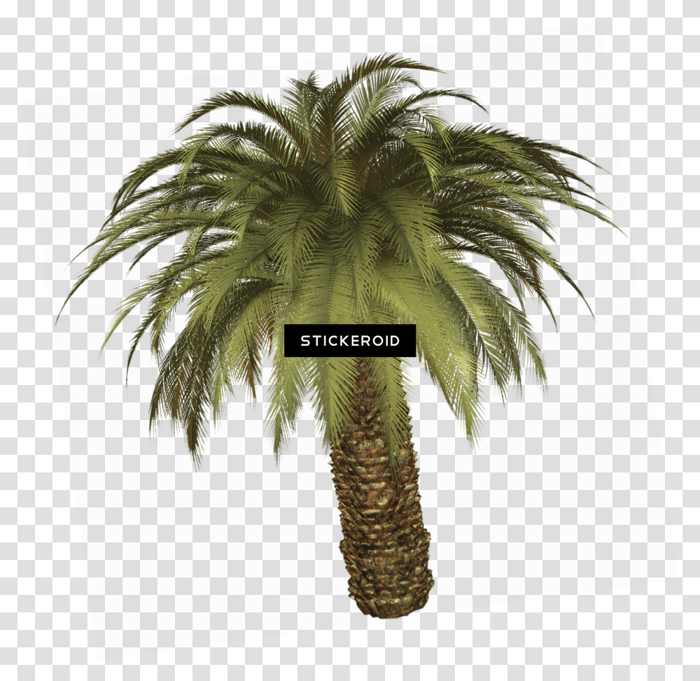 Download Tropical Palm Tree Palm Tree Full Size Big Palm Tree, Plant, Nature, Outdoors, Night Transparent Png