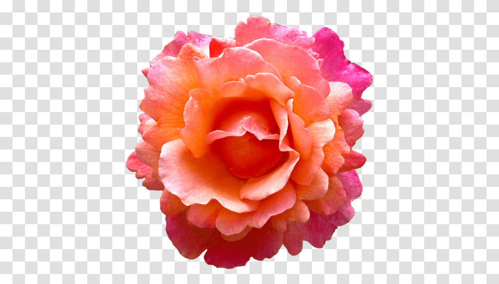 Download Tropical Pink Flower Rose, Plant, Blossom, Petal, Carnation Transparent Png
