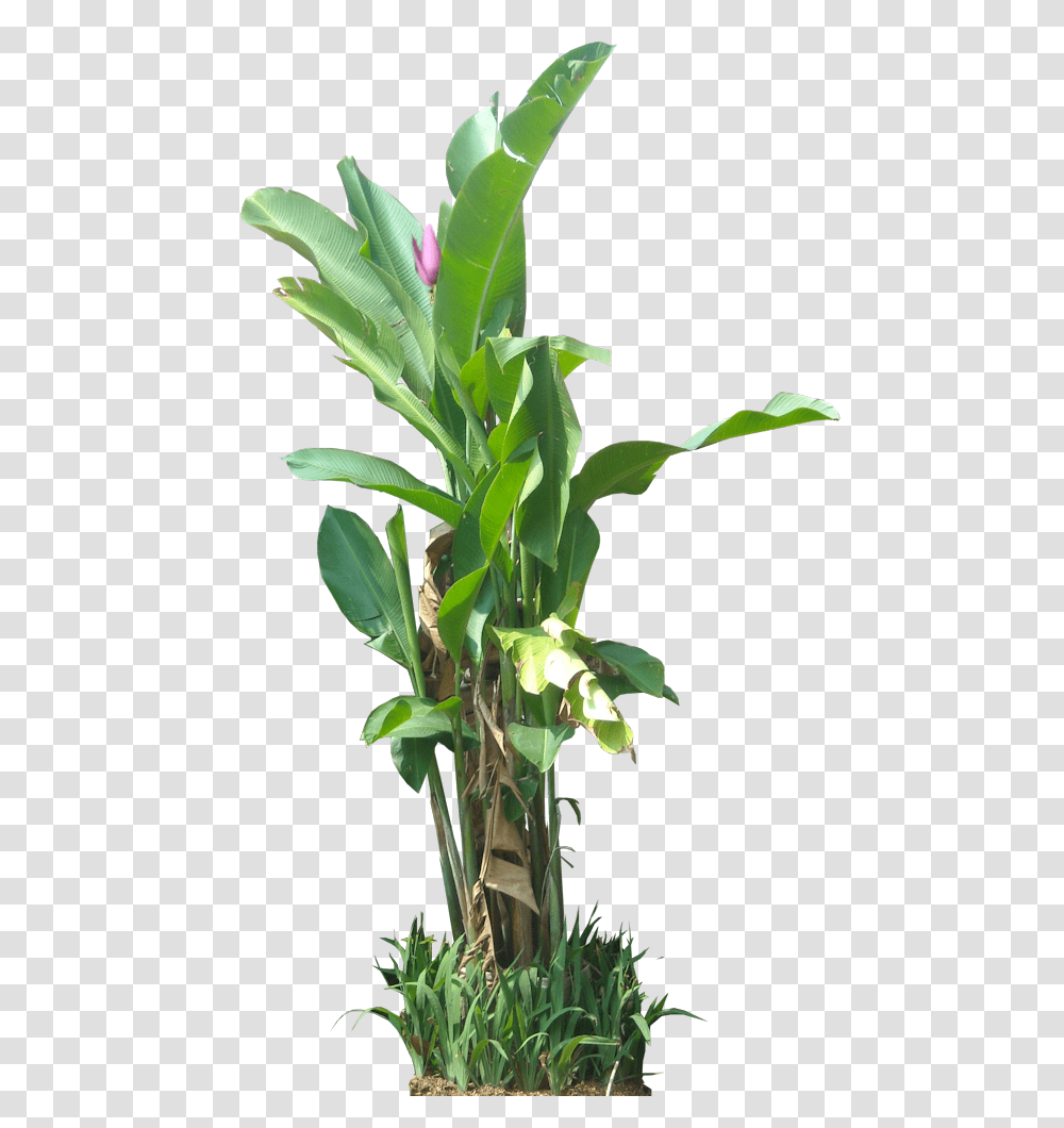 Download Tropical Plant Pictures Tropical Vegetation, Flower, Blossom, Rose, Acanthaceae Transparent Png