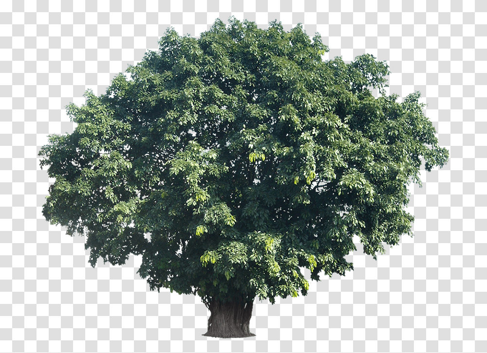 Download Tropical Trees Large Tree Actual Height, Plant, Maple, Bush, Vegetation Transparent Png