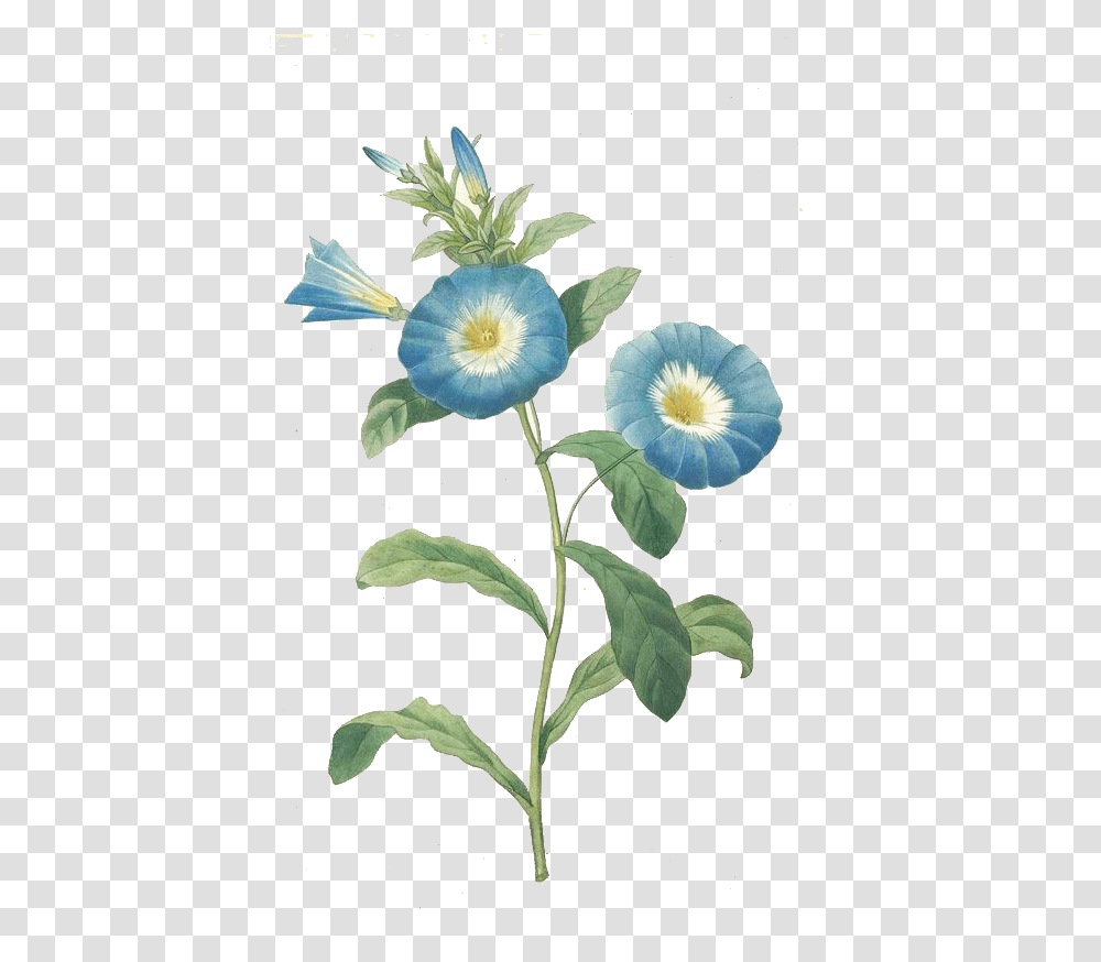 Download Trumpet Vine Botanical Flower Blue Full Pierre Joseph Redoute, Plant, Anemone, Petal, Anther Transparent Png