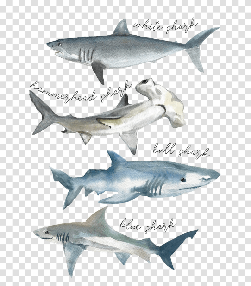 Download Tshirt Shark Watercolor Type Of Sharks Watercolor Shark Species Watercolor, Sea Life, Fish, Animal, Great White Shark Transparent Png
