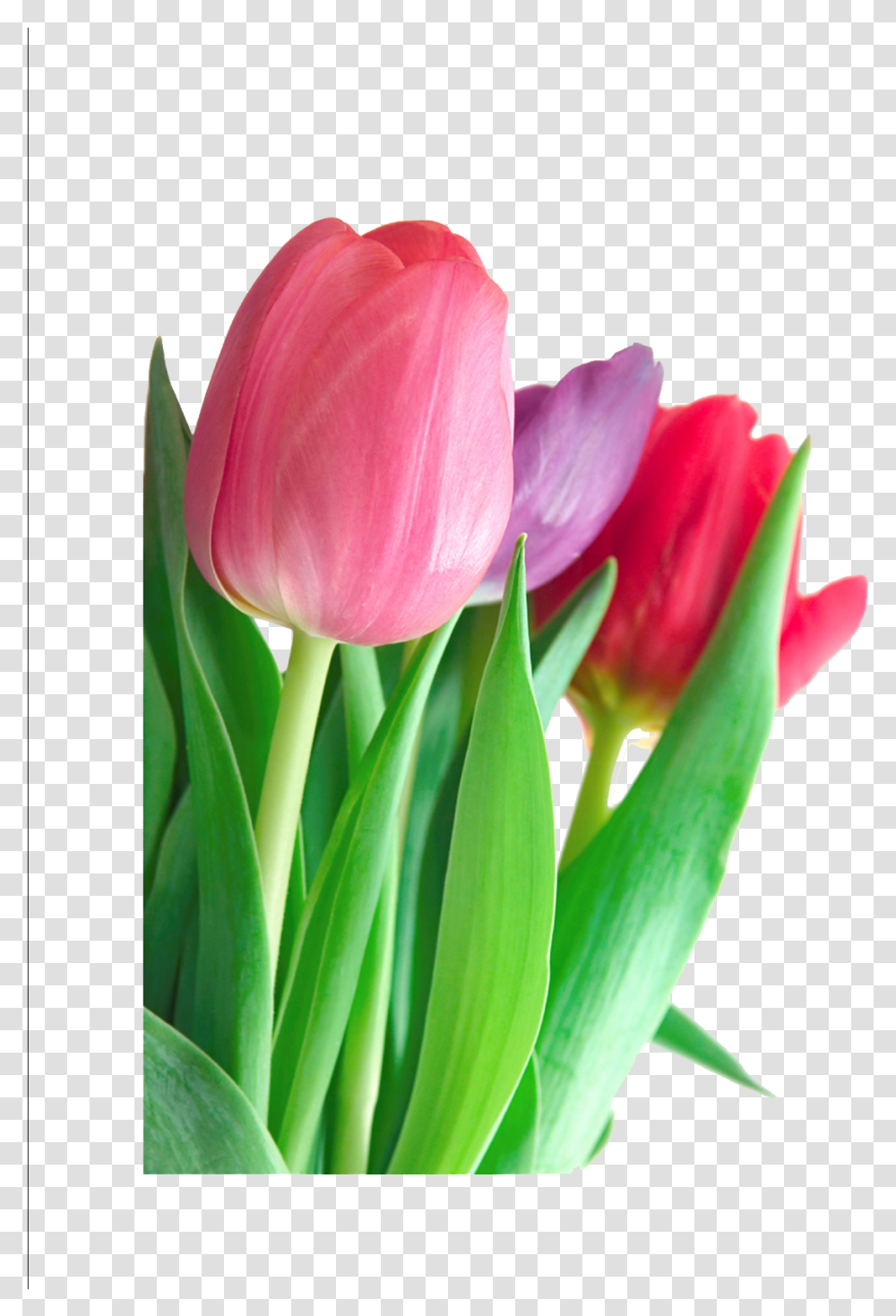 Download Tulip Clipart Hq Image Tulip Flower Information In English, Plant, Blossom, Petal Transparent Png