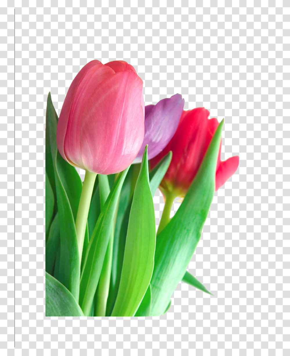 Download Tulip Clipart Indira Gandhi Memorial Tulip Garden, Plant, Flower, Blossom, Petal Transparent Png