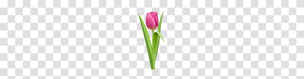 Download Tulip Free Photo Images And Clipart Freepngimg, Plant, Flower, Blossom, Scissors Transparent Png