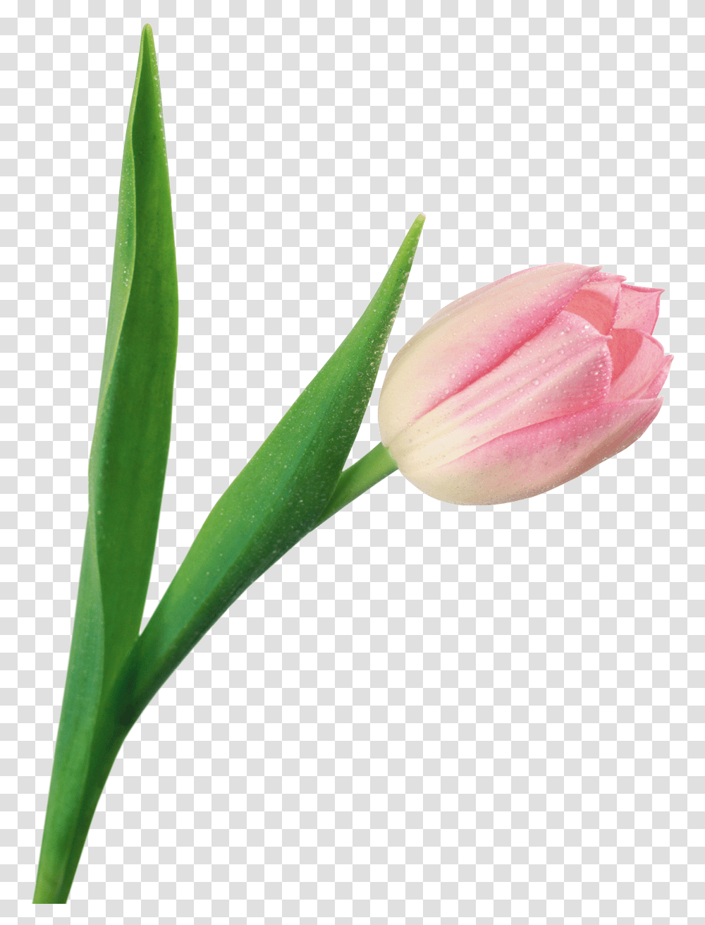 Download Tulip Image For Free, Plant, Flower, Blossom, Petal Transparent Png