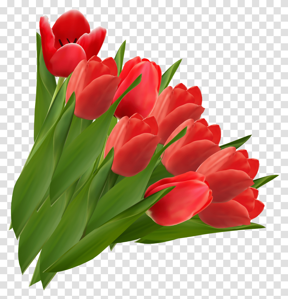 Download Tulip Image For Free Red Tulips Clipart, Plant, Flower, Blossom, Rose Transparent Png