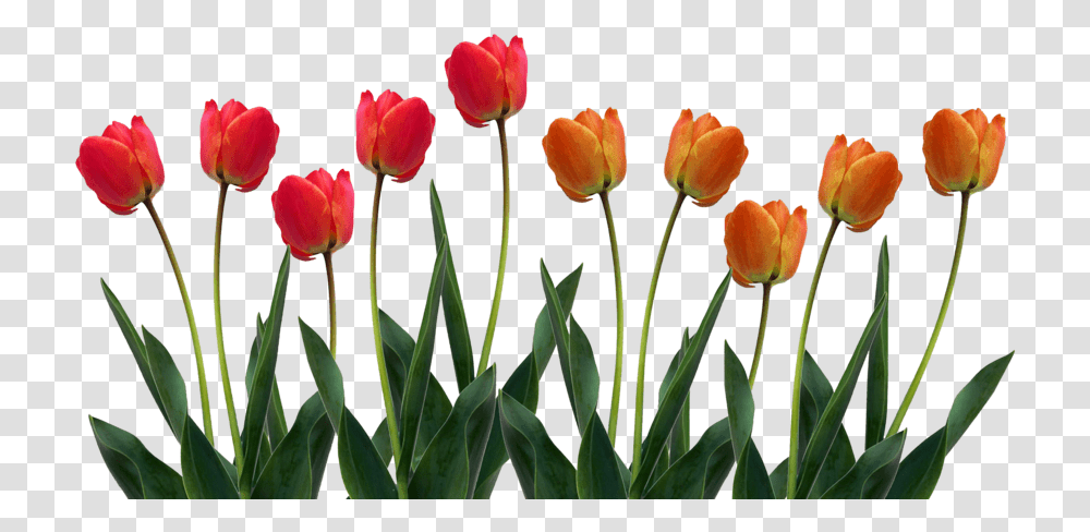 Download Tulip Pic 1 Pampered Chef Facebook Banner, Plant, Flower, Blossom, Spring Transparent Png