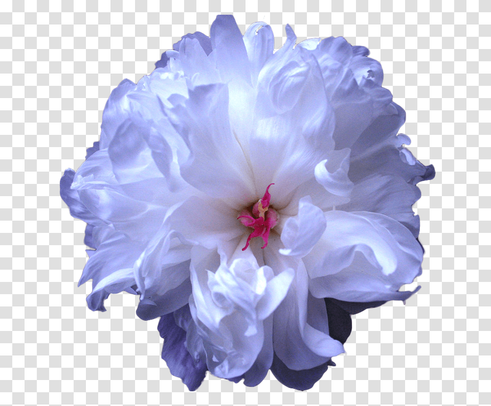 Download Tumblr Blue Flower Drawing Blue Peony Blue Flowers Background, Geranium, Plant, Blossom, Rose Transparent Png