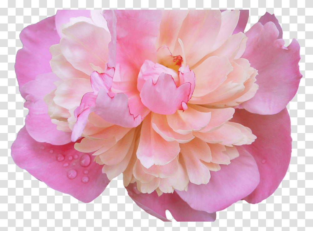 Download Tumblr Flower Crown Gallery Wallpaper Hd Peony Background, Plant, Blossom, Geranium, Rose Transparent Png