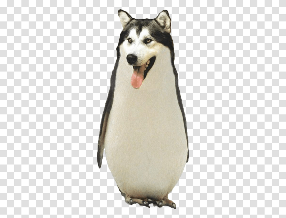 Download Tumblr Funny Animal Pictures Dog That Looks Like A Penguin, Bird, Pet, Canine, Mammal Transparent Png