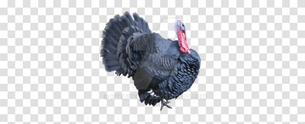 Download Turkey Bird Free Photo Images And Clipart Turkey Background, Animal, Poultry, Fowl, Person Transparent Png