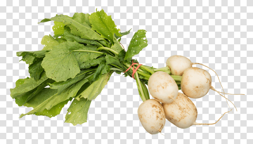 Download Turnips Image For Free Turnips, Plant, Vegetable, Food, Produce Transparent Png