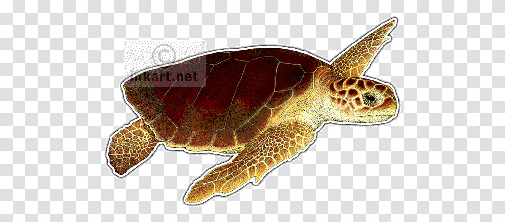 Download Turtlepngtransparentimagestransparent, Sea Turtle, Reptile, Sea Life, Animal Transparent Png