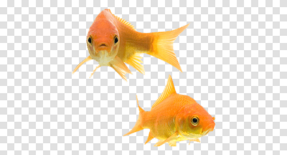 Download Two Goldfish Hd Uokplrs Gold Fishes, Animal Transparent Png