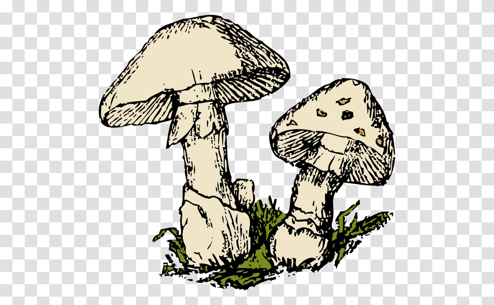Download Two Mushrooms Clipart, Plant, Amanita, Agaric, Fungus Transparent Png