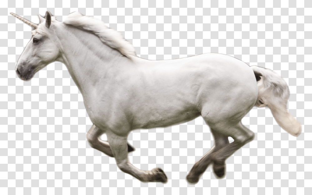 Download Unicorno Image For Free Unicorno, Horse, Mammal, Animal, Stallion Transparent Png