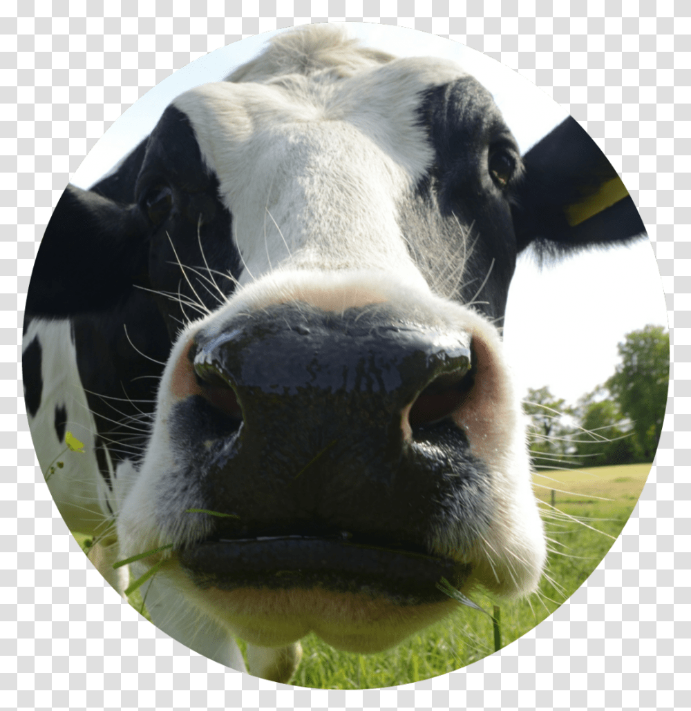 Download Vaca Sticker Stickers Vacas, Cow, Cattle, Mammal, Animal Transparent Png